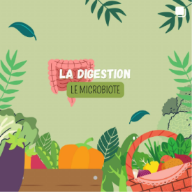 La digestion, le microbiote